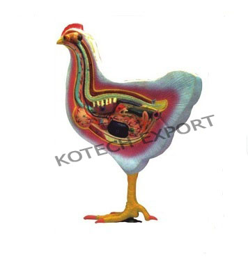  Bird Dissection-Domestic Hen
