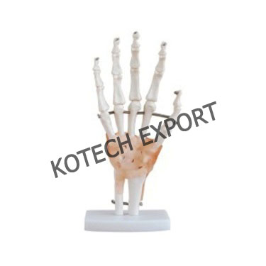  Hand Joint Model with Ligaments